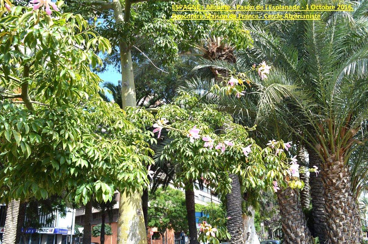 Alicante 029.JPG